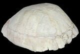 Inflated, Fossil Tortoise (Testudo) - South Dakota #129258-4